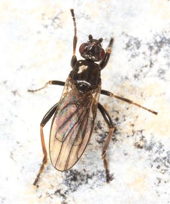 Copromyza neglecta