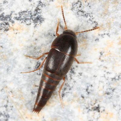 Sepedophilus testaceus
