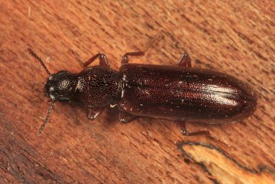 Conifer Bark Beetles - Boridae