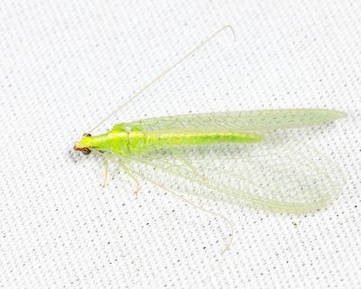Chrysoperla rufilabris