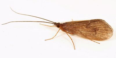 Ironoquia parvula