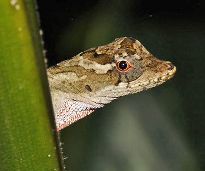 Ghost Anole - Anolis lemurinus