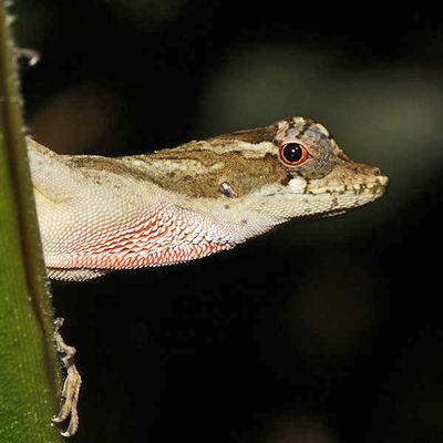 Ghost Anole - Anolis lemurinus