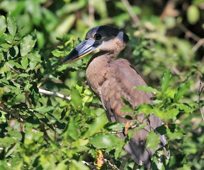 Boat-billed Heron - Cochlearius cochlearius