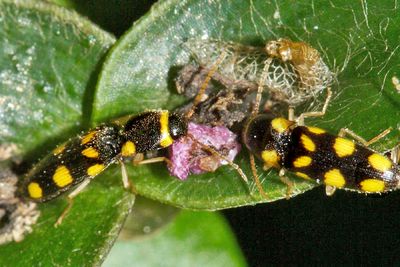 Platycrepidius sp.