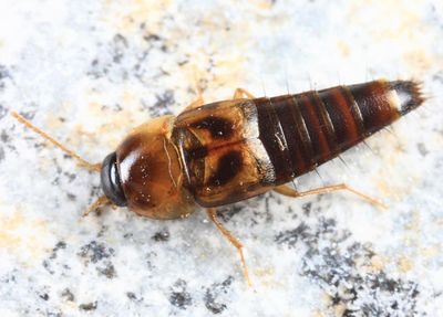 Tachyporus lecontei