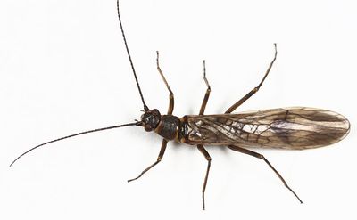 Strophopteryx fasciata