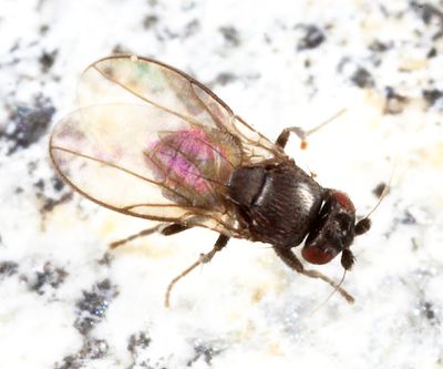 Minilimosina sp.