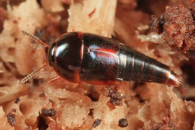 Coproporus ventriculus