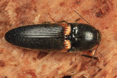 Ampedus protervus