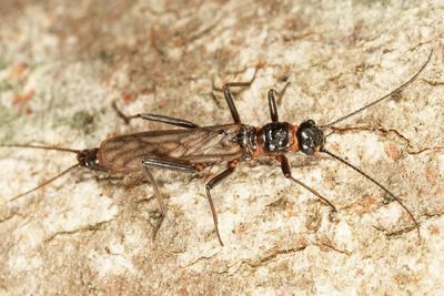 Allocapnia minima