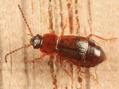 Valley elderberry longhorn beetle at Sacramento National