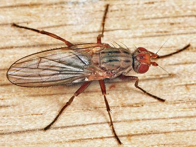 Scoliocentra tincta