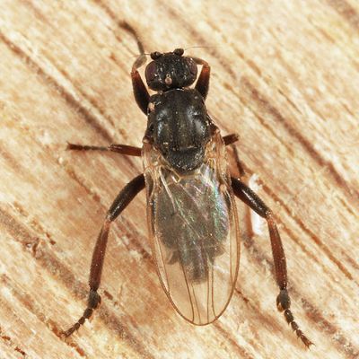 Sphaerocera curvipes