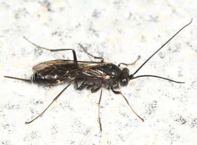 Arenetra nigrita