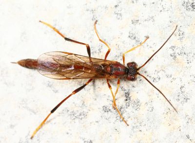 Erigorgus sp.