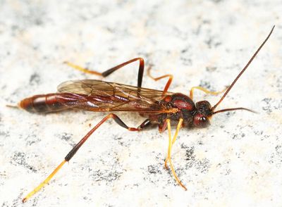 Erigorgus sp.