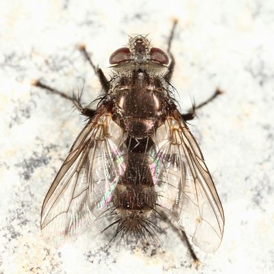 Cyrtophleba nitida