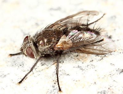 Cyrtophleba nitida