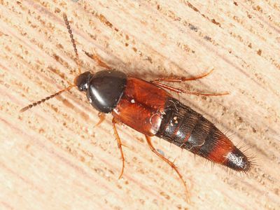 Bolitobius cingulatus