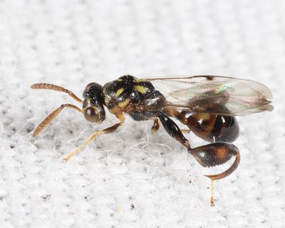 Conura sp.