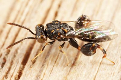 Conura sp.