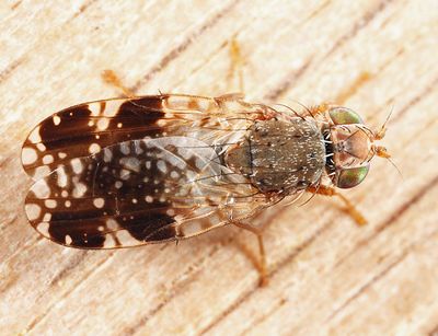Tephritis webbii