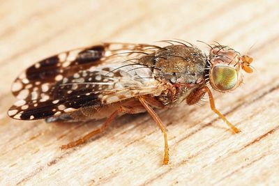 Tephritis webbii