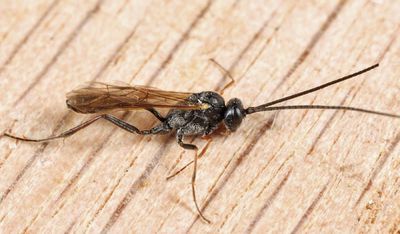 Synetaeris sp.