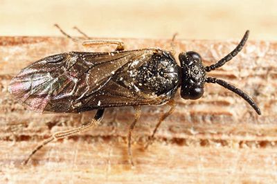 Apareophora dyari