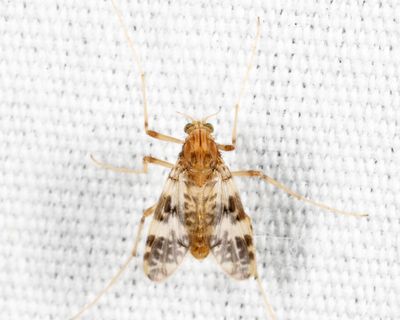 Psectrotanypus dyari