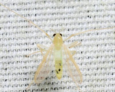 Stenochironomus macateei