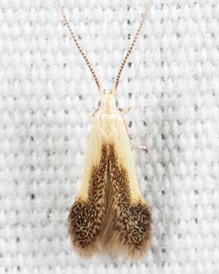 Coleophora sp.
