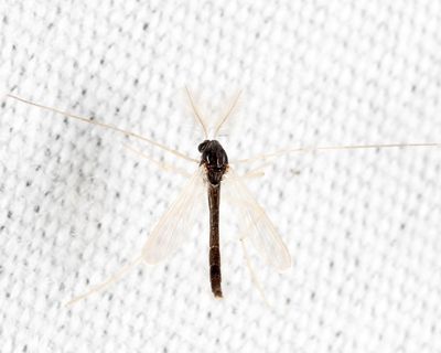 Phaenopsectra flavipes