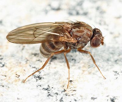 Drosophila colorata