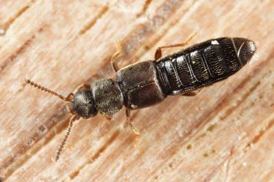 Atheta novaescotiae