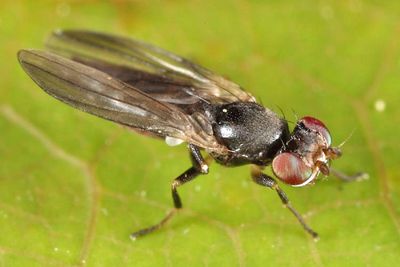 Clusiodes caestus