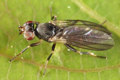 Clusiodes caestus