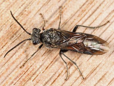 Common Sawflies - subfamily Dolerinae