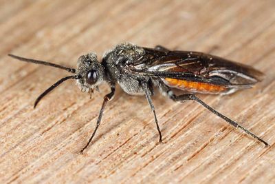 Dolerus aprilis