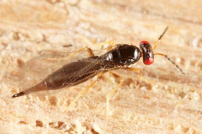Tetrastichus sp. (female)