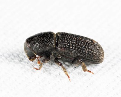 Hylastes porculus