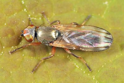 Chaetopsis apicalis