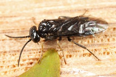 Endelomyia aethiops