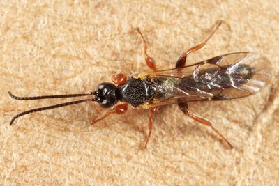 Triclistus podagricus