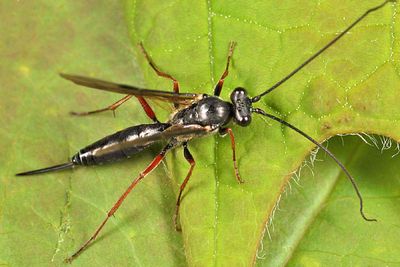 Arenetra rufipes