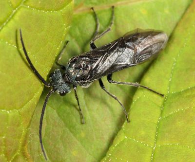 Dolerus unicolor (male)