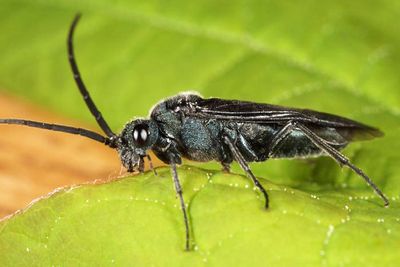 Dolerus unicolor (male)