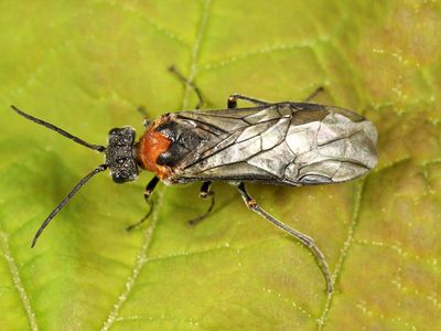 Dolerus neocollaris