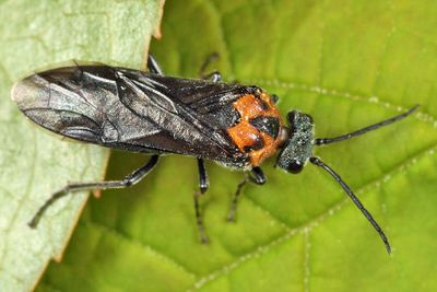 Dolerus unicolor (female)